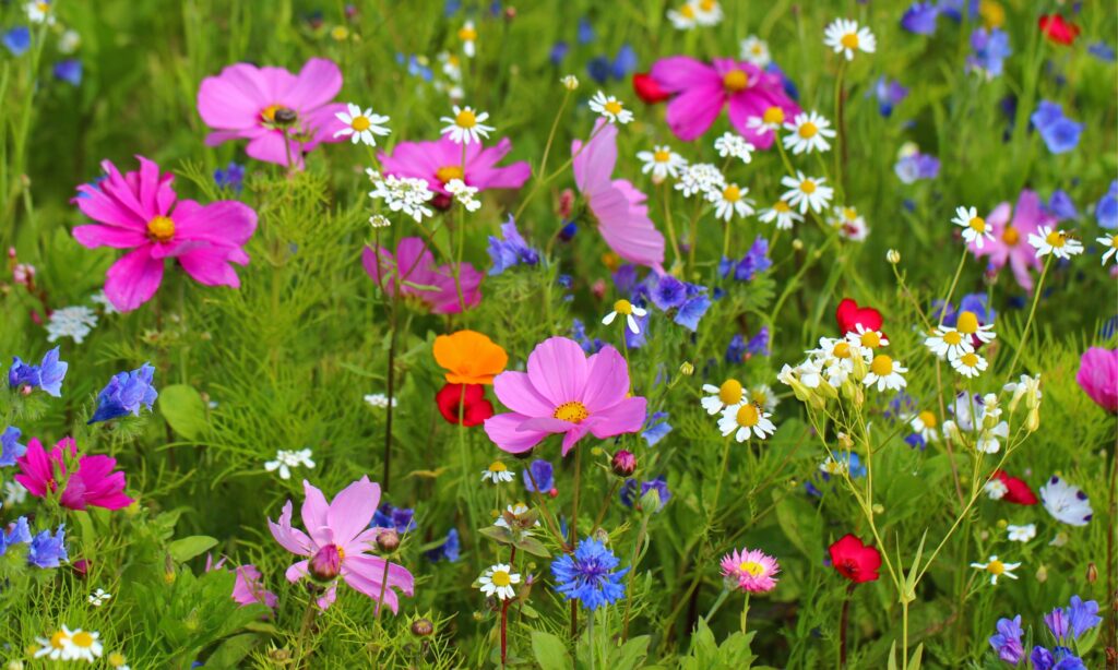 A field flourishing with wildflowers
